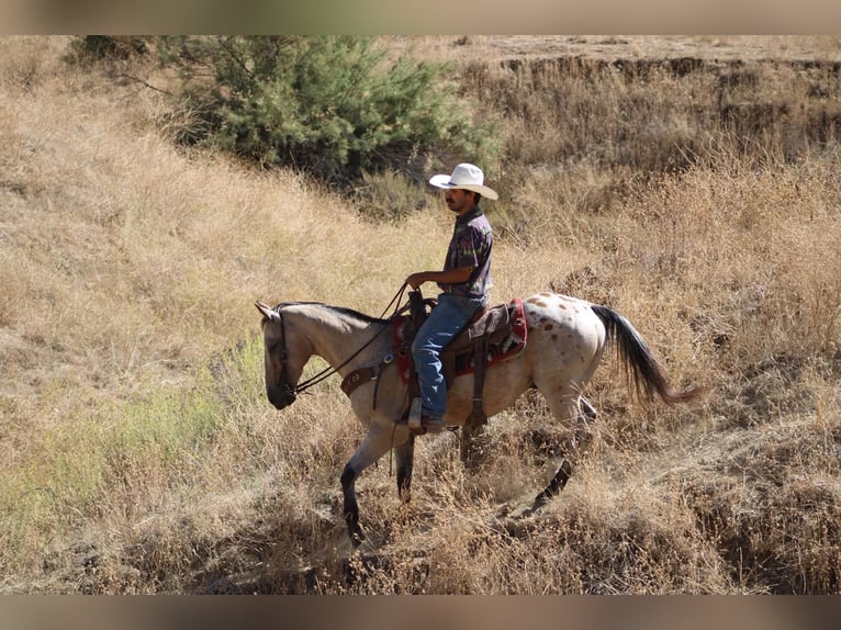 Appaloosa Wallach 14 Jahre 135 cm Buckskin in Tres Pinos