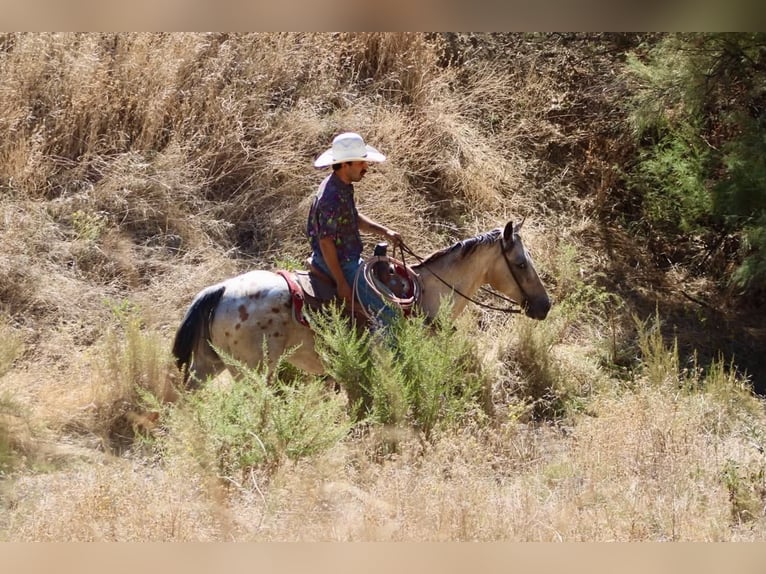 Appaloosa Wallach 14 Jahre 135 cm Buckskin in Tres Pinos