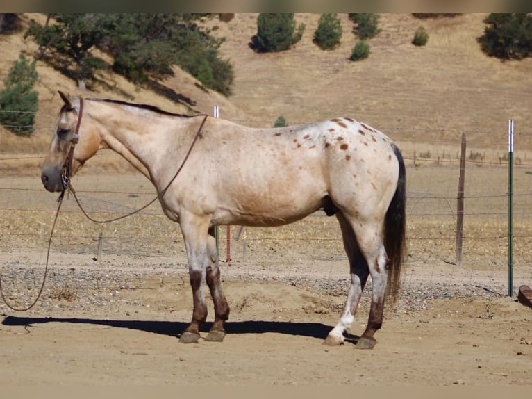 Appaloosa Wallach 14 Jahre 135 cm Buckskin in Tres Pinos