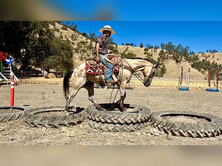 Appaloosa Wallach 14 Jahre 135 cm Buckskin in Tres Pinos