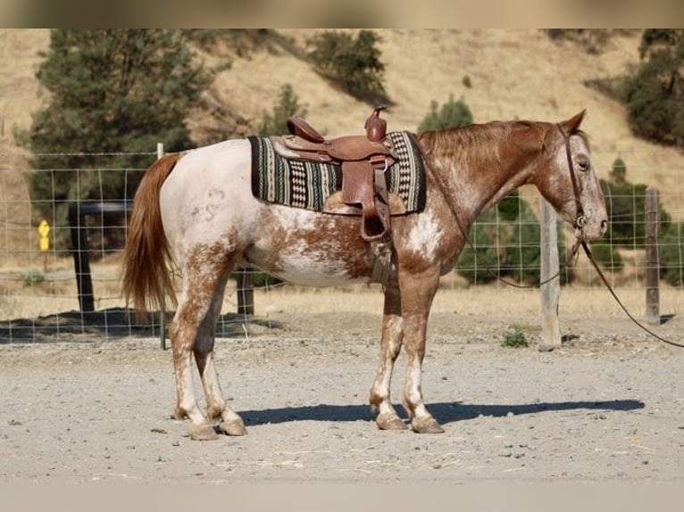 Appaloosa Wallach 14 Jahre 142 cm Dunkelfuchs in Paicines CA