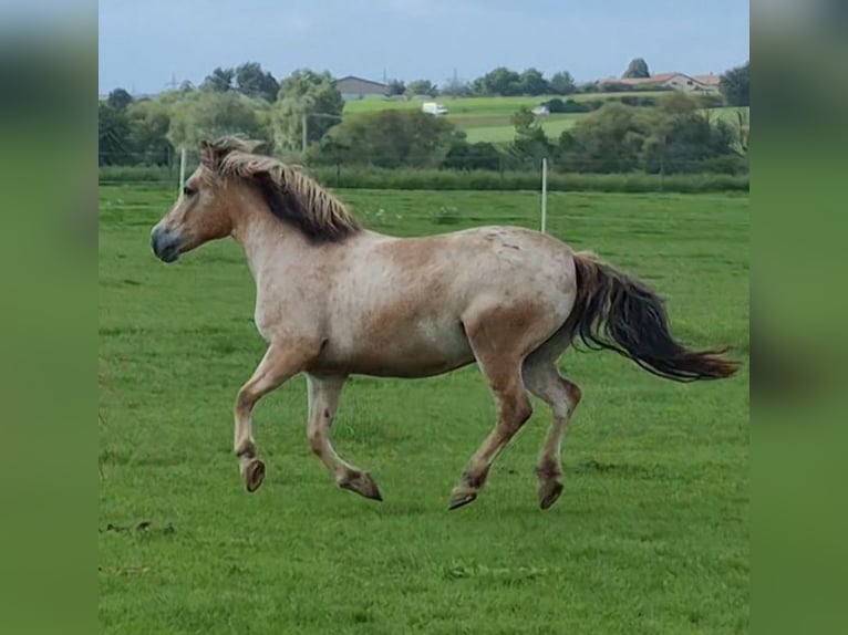 Appaloosa Mix Wallach 14 Jahre 142 cm  in Möglingen