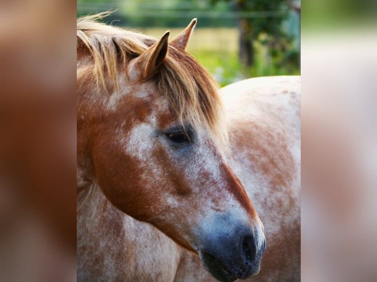 Appaloosa Mix Wallach 14 Jahre 142 cm  in Möglingen