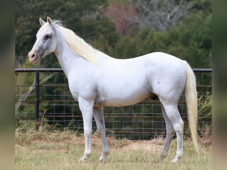 Appaloosa Wallach 14 Jahre 142 cm White in Canton TX