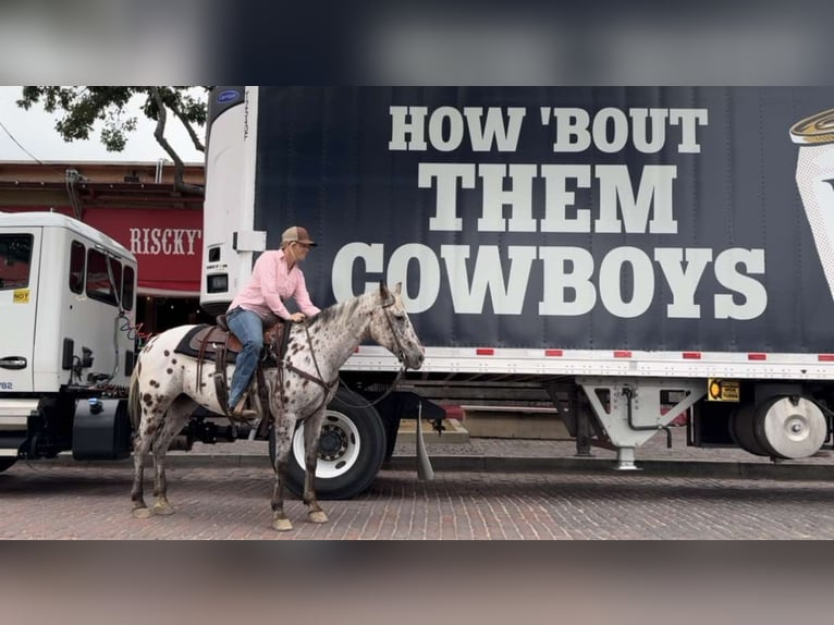 Appaloosa Wallach 14 Jahre 145 cm Rotbrauner in Weatherford TX