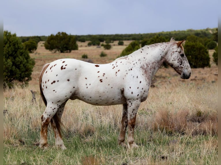 Appaloosa Wallach 14 Jahre 147 cm Roan-Red in Cottonwood AZ