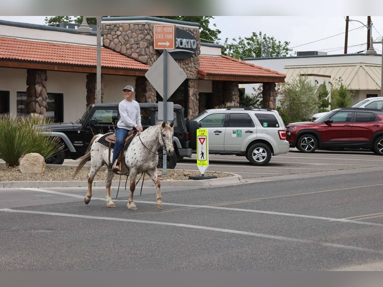 Appaloosa Wallach 14 Jahre 147 cm Roan-Red in Cottonwood AZ