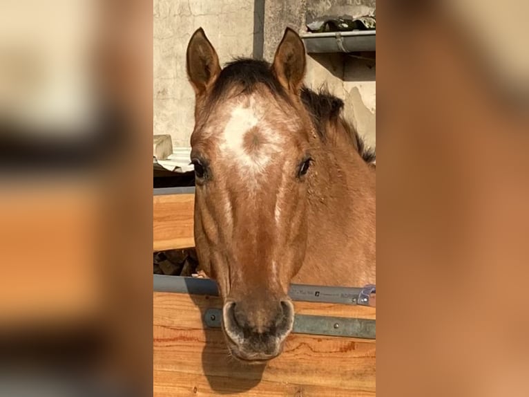 Appaloosa Wallach 14 Jahre 149 cm Falbe in Schieder-Schwalenberg