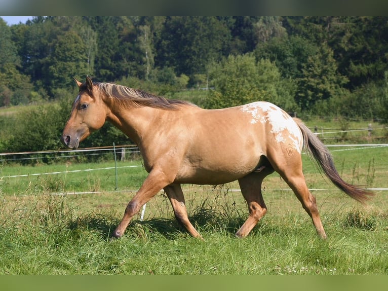 Appaloosa Wallach 14 Jahre 149 cm Falbe in Schieder-Schwalenberg