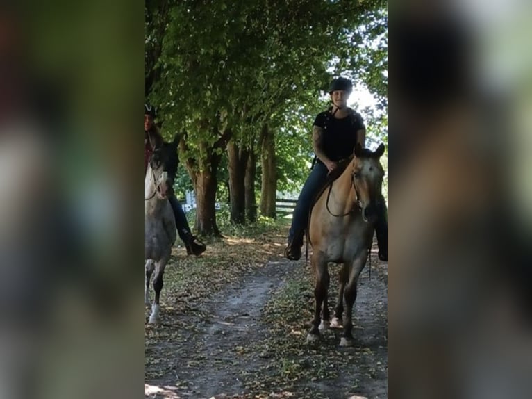 Appaloosa Wallach 14 Jahre 149 cm Falbe in Schieder-Schwalenberg