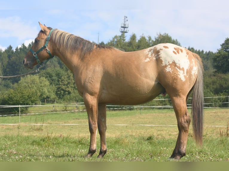 Appaloosa Wallach 14 Jahre 149 cm Falbe in Schieder-Schwalenberg