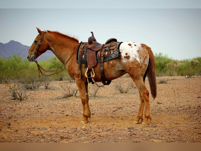 Appaloosa Wallach 14 Jahre 152 cm Dunkelfuchs in Marana AZ