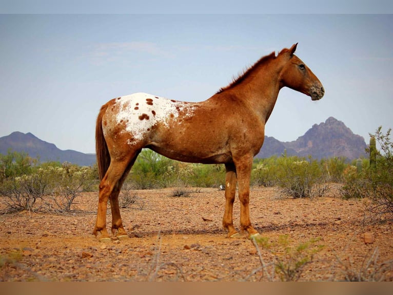 Appaloosa Wallach 14 Jahre 152 cm Dunkelfuchs in Marana AZ