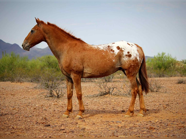 Appaloosa Wallach 14 Jahre 152 cm Dunkelfuchs in Marana AZ
