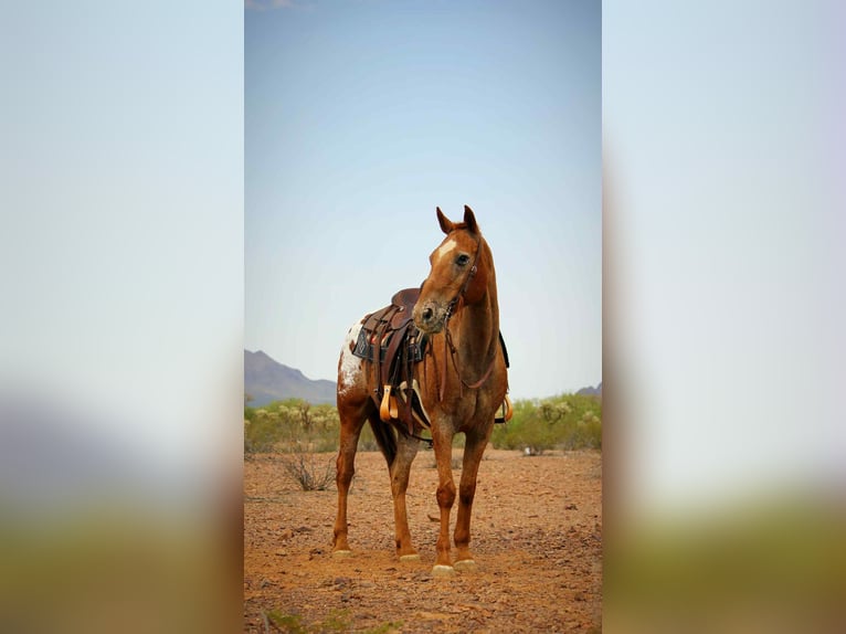 Appaloosa Wallach 14 Jahre 152 cm Dunkelfuchs in Marana AZ