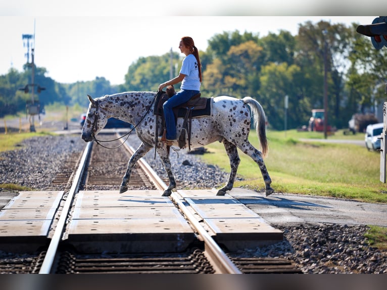 Appaloosa Wallach 14 Jahre 152 cm in Forney