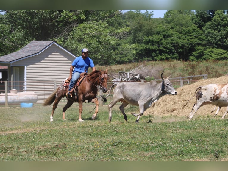 Appaloosa Wallach 14 Jahre 157 cm Dunkelfuchs in Rineyville KY