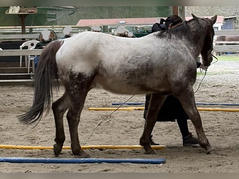 Appaloosa Wallach 14 Jahre 158 cm  in Reken