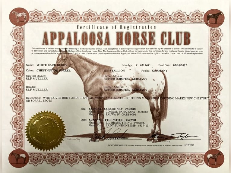 Appaloosa Wallach 14 Jahre 158 cm  in Reken