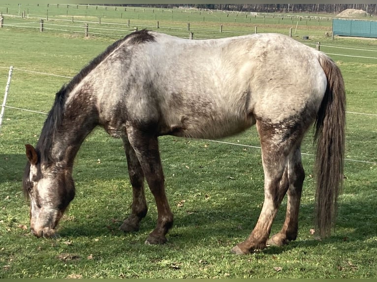 Appaloosa Wallach 14 Jahre 158 cm  in Reken