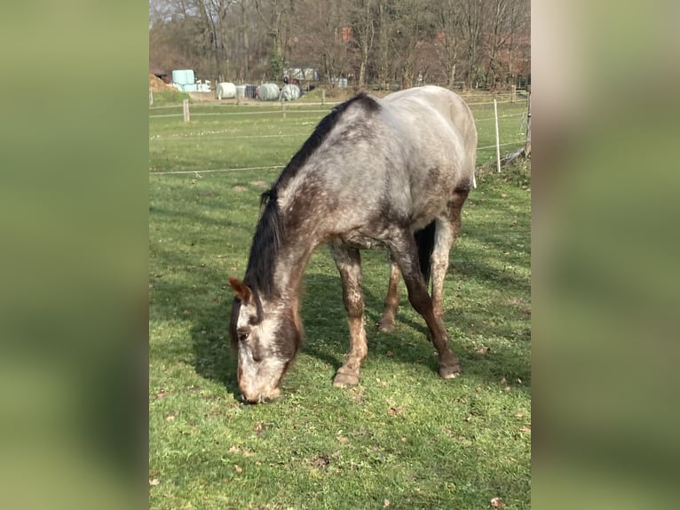 Appaloosa Wallach 14 Jahre 158 cm  in Reken