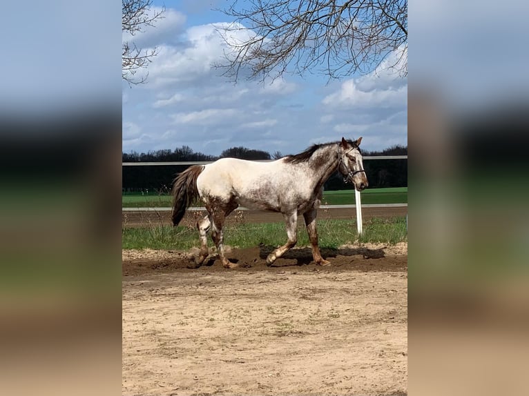 Appaloosa Wallach 14 Jahre 158 cm  in Reken