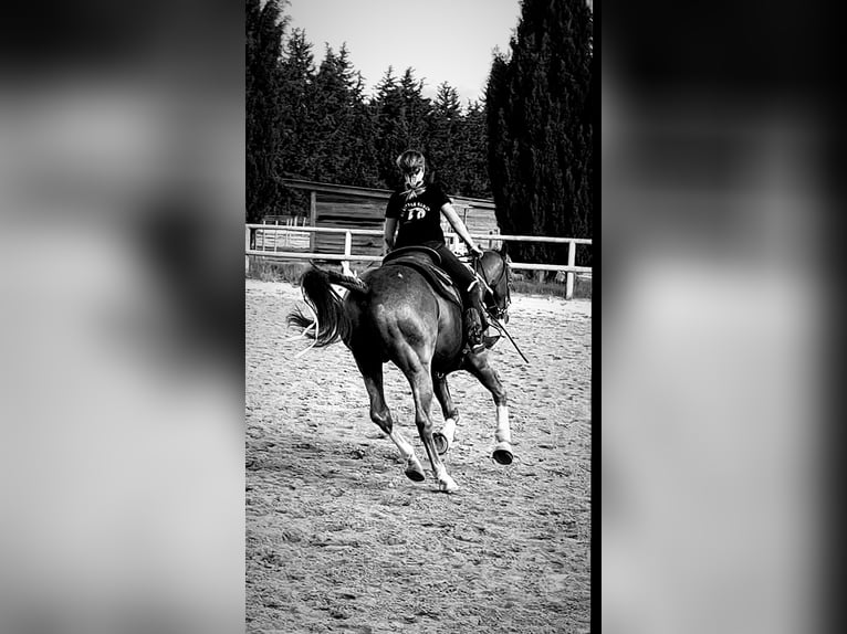 Appaloosa Wallach 14 Jahre 158 cm Fuchs in Comps