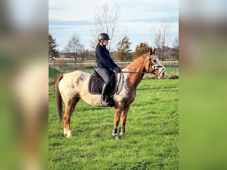 Appaloosa Wallach 14 Jahre 159 cm Tigerschecke in W&#xFC;lperode