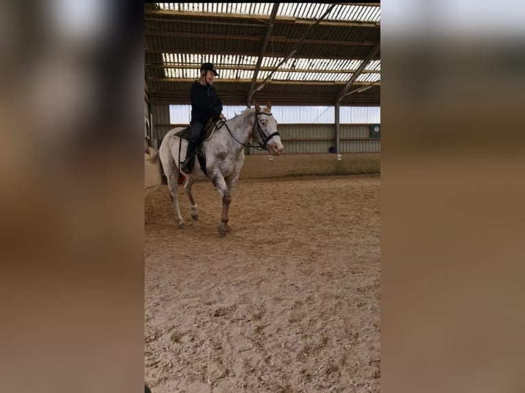 Appaloosa Wallach 14 Jahre 161 cm  in Waldbreitbach