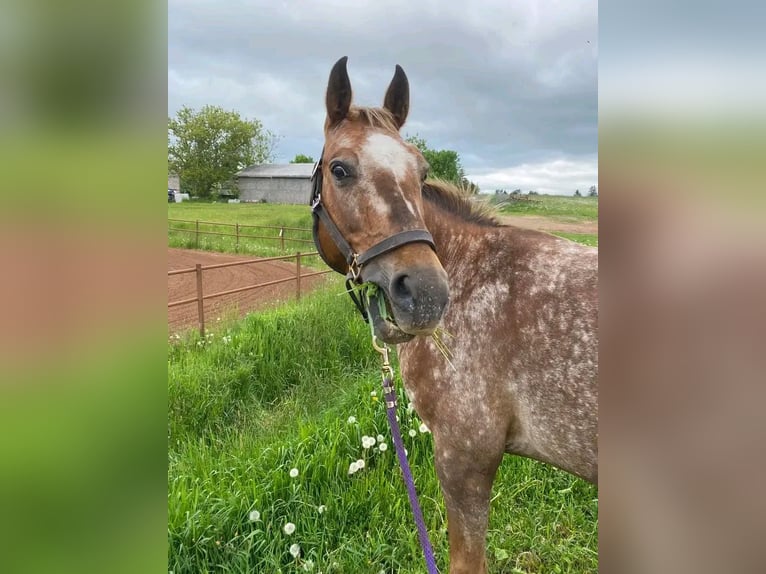 Appaloosa Wallach 14 Jahre 163 cm Braunfalbschimmel in Bad Windsheim