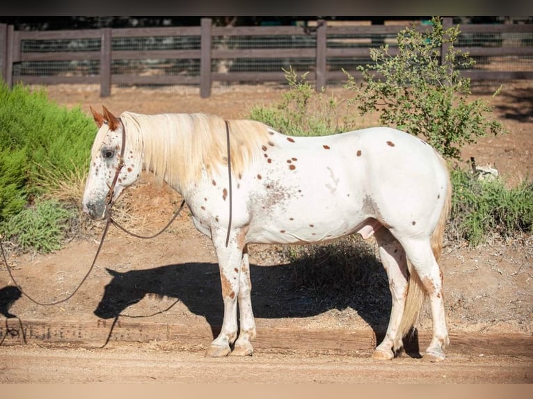 Appaloosa Wallach 14 Jahre 163 cm White in Murietta CA