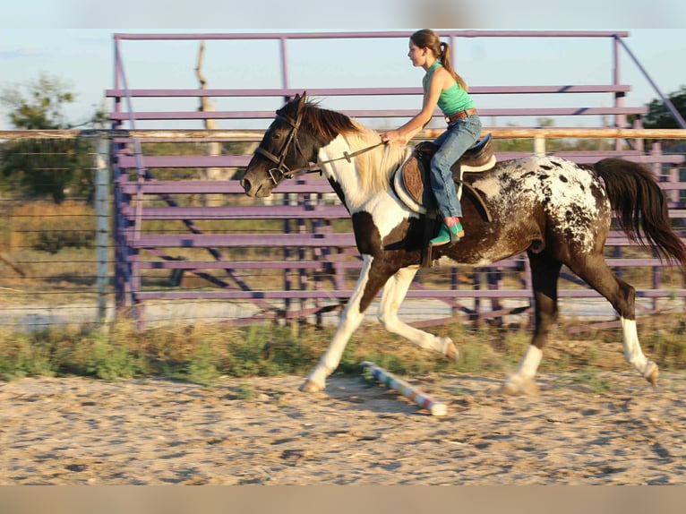 Appaloosa Wallach 14 Jahre Tobiano-alle-Farben in Stephenville TX