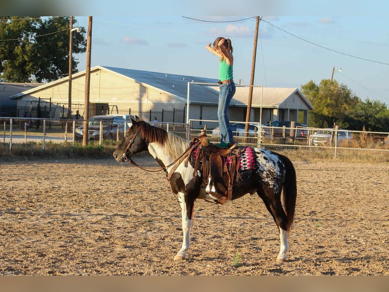 Appaloosa Wallach 14 Jahre Tobiano-alle-Farben in Stephenville TX