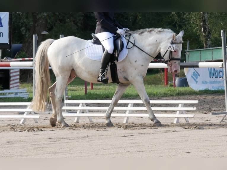 Appaloosa Mix Wallach 15 Jahre 143 cm Tigerschecke in Karlsruhe Grötzingen