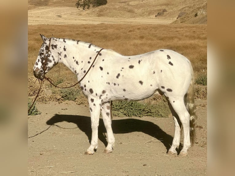 Appaloosa Wallach 15 Jahre 150 cm Dunkelfuchs in Bitterwater CA