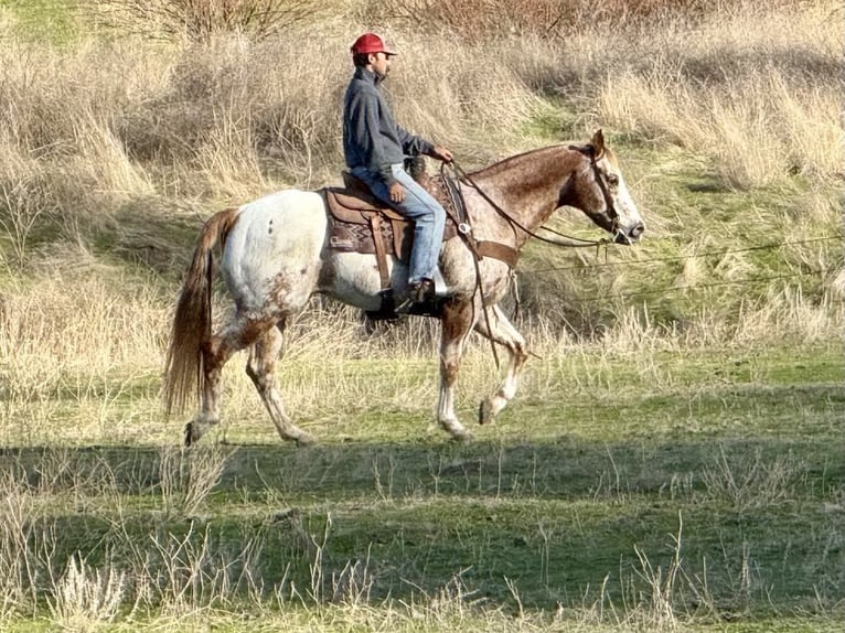 Appaloosa Wallach 15 Jahre 152 cm Roan-Red in Paicines CA