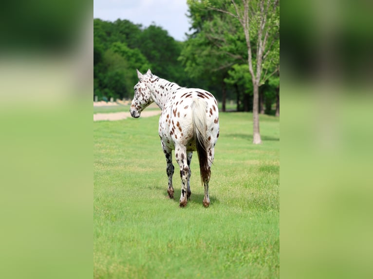 Appaloosa Wallach 15 Jahre 152 cm Tigerschecke in Forney