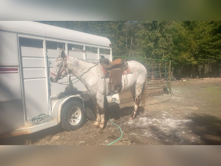 Appaloosa Wallach 15 Jahre 152 cm White in Springdale Appaloosa Wallach 15 Jahre 152 cm White in Springdale