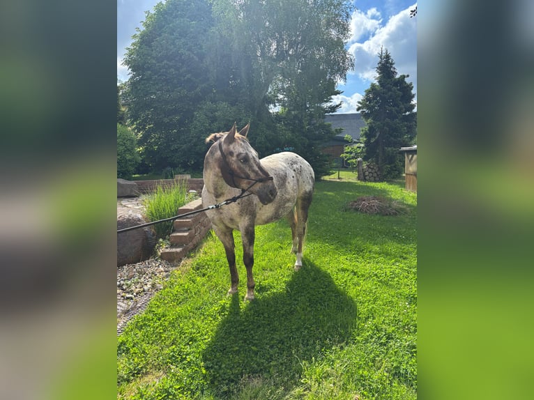 Appaloosa Wallach 15 Jahre 155 cm Dunkelfuchs in Leutersdorf