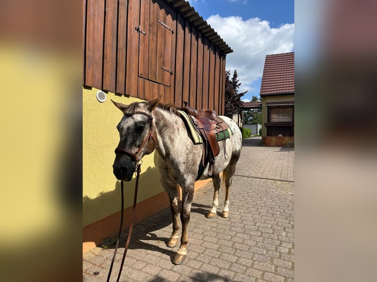 Appaloosa Wallach 15 Jahre 155 cm Dunkelfuchs in Leutersdorf