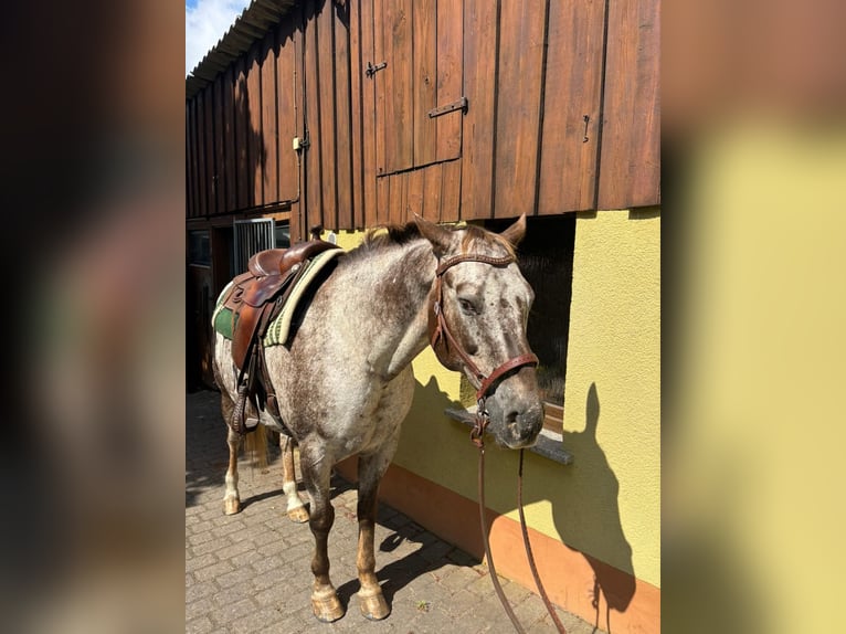 Appaloosa Wallach 15 Jahre 155 cm Dunkelfuchs in Leutersdorf