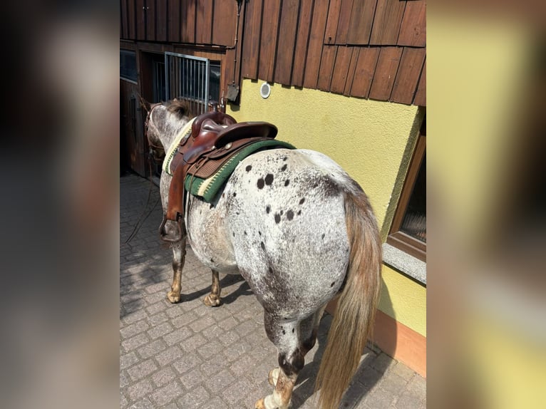 Appaloosa Wallach 15 Jahre 155 cm Dunkelfuchs in Leutersdorf