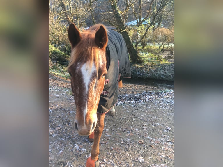 Appaloosa Wallach 15 Jahre 158 cm Fuchs in Mülheim an der Ruhr