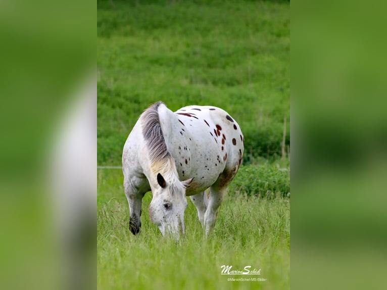 Appaloosa Wallach 15 Jahre 163 cm  in Nastätten