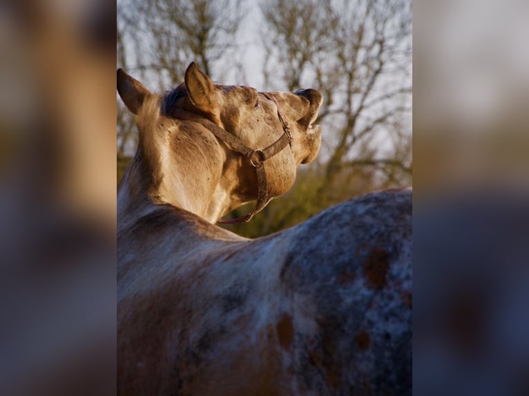 Appaloosa Wallach 15 Jahre 165 cm Roan-Red in Kaltohmfeld