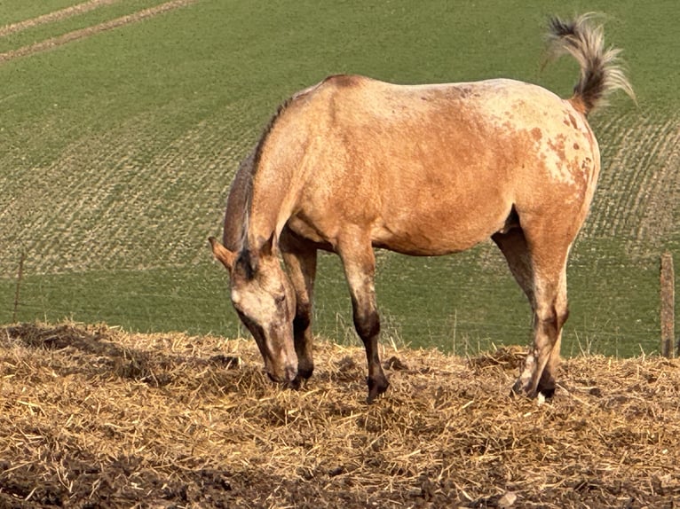 Appaloosa Wallach 15 Jahre 165 cm Roan-Red in Kaltohmfeld