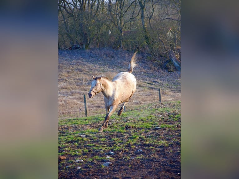 Appaloosa Wallach 15 Jahre 165 cm Roan-Red in Kaltohmfeld