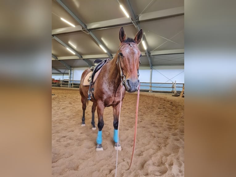 Appaloosa Wallach 15 Jahre in Klausen