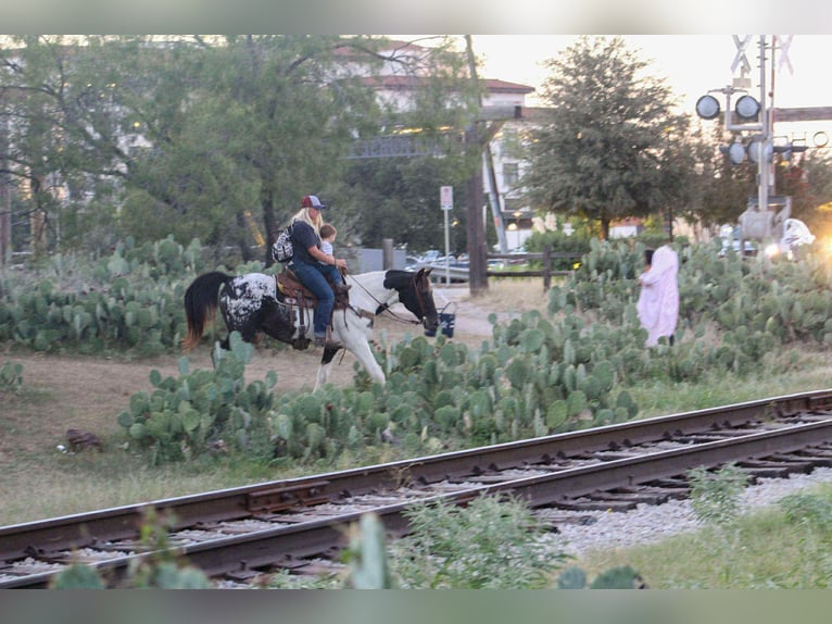 Appaloosa Wallach 15 Jahre Tobiano-alle-Farben in Stephenville TX