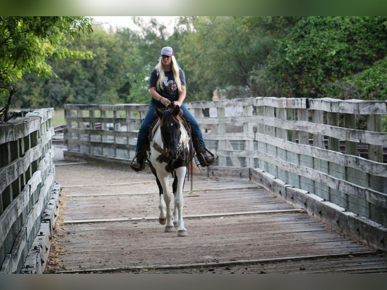 Appaloosa Wallach 15 Jahre Tobiano-alle-Farben in Stephenville TX